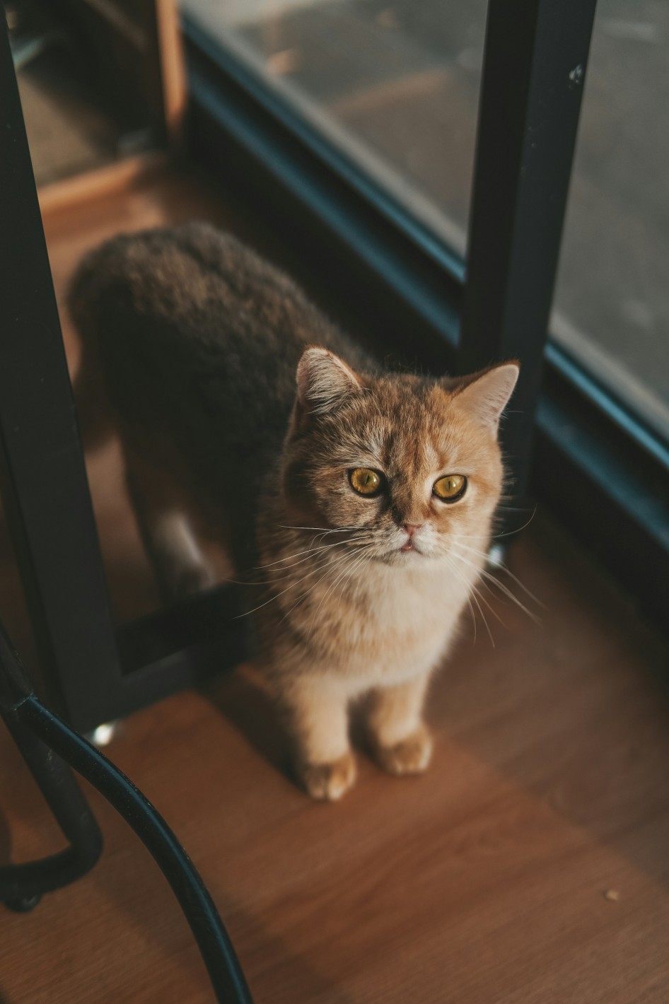 Кот на паркете Кот на паркете