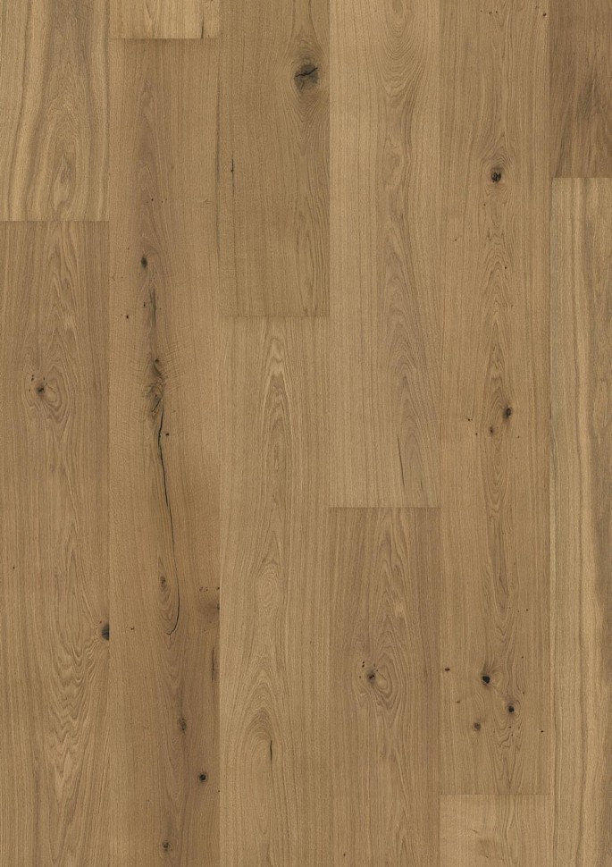 Дуб Шёнбрунн Schoenbrunn