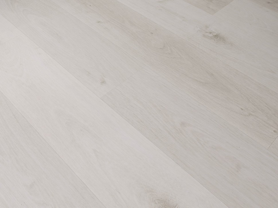 SPC 8813 Дуб дальневосточный