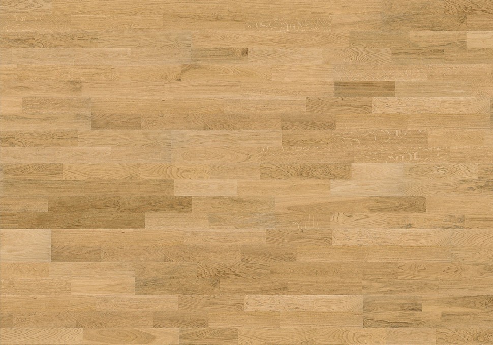 Дуб Верона (Verona)