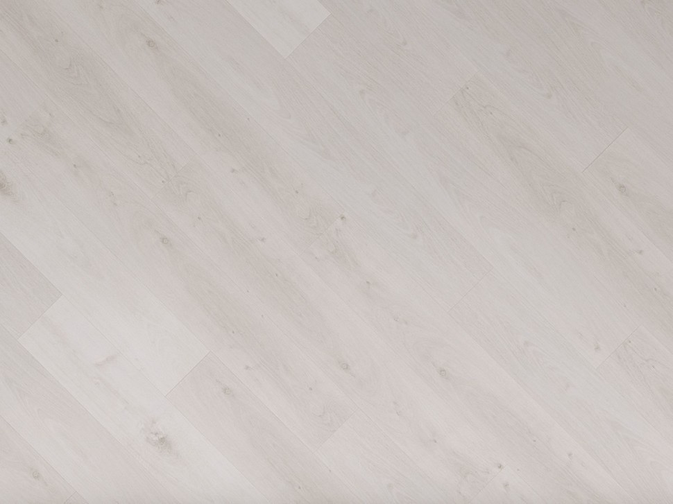 SPC 8813 Дуб дальневосточный